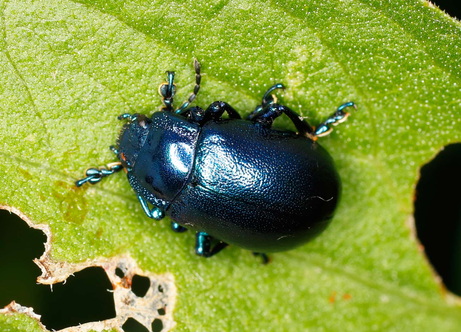 Chrysomelidae: Chrysolina coerulans? No, Oreina (Oreina) sp., femmina